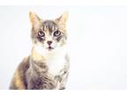 Adopt Olive a Gray, Blue or Silver Tabby American Shorthair / Mixed (short coat)