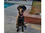 Adopt Leia a Black Great Dane / Mastiff / Mixed dog in Arcadia, CA (37726431)