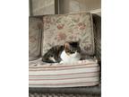 Adopt Fiona a Calico or Dilute Calico Calico / Mixed (short coat) cat in Grove