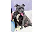 Adopt Nala-Sponsored a American Pit Bull Terrier / Mixed dog in Richmond