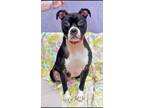Adopt Gamble-Sponsored a Boxer / American Pit Bull Terrier / Mixed dog in