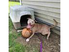 Adopt Francheska-Sponsored a American Pit Bull Terrier / Mixed dog in Richmond
