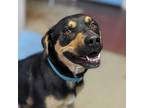 Adopt Gabbie a Black American Staffordshire Terrier / Catahoula Leopard Dog /