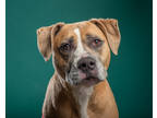 Adopt Lola a Tan/Yellow/Fawn Boxer / American Pit Bull Terrier / Mixed dog in