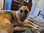 Adopt Sasha OS a Tan/Yellow/Fawn German Shepherd Dog / Mixed dog in West
