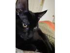 Adopt Mr Binx a American Shorthair