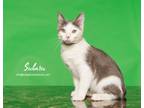 Adopt Subaru a Domestic Short Hair