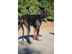 Adopt Audi a Black - with Tan, Yellow or Fawn Doberman Pinscher / Mixed dog in