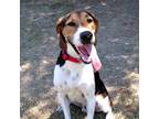 Adopt Zeus a Brown/Chocolate Foxhound / Beagle / Mixed dog in Beaumont