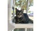 Adopt Toast a All Black Domestic Shorthair / Mixed Breed (Medium) / Mixed (short