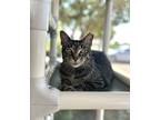 Adopt Toast a All Black Domestic Shorthair / Domestic Shorthair / Mixed cat in
