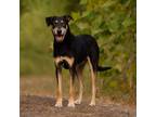 Adopt JONES a Black Hound (Unknown Type) / Hound (Unknown Type) / Mixed dog in
