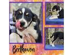 Adopt Beethoven a Hound, Doberman Pinscher