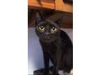 Adopt Ghost a Domestic Short Hair, Oriental Short Hair