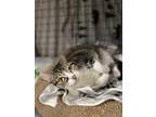 Adopt Molly Muffins a Gray or Blue Domestic Shorthair / Domestic Shorthair /