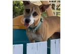 Adopt Lucy Liu a Tan/Yellow/Fawn - with White Jack Russell Terrier / Mixed dog