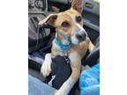 Adopt Lucy Liu a Tan/Yellow/Fawn - with White Jack Russell Terrier / Mixed dog