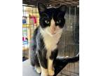 Adopt 20-Rory a Domestic Shorthair / Mixed (short coat) cat in Windsor