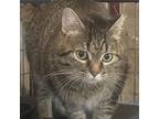 Adopt NoName a Brown or Chocolate Domestic Shorthair / Mixed cat in Greenfield
