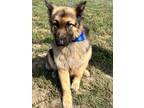 Adopt D a Black - with Tan, Yellow or Fawn German Shepherd Dog / Mixed dog in