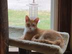 Adopt Java a Orange or Red Domestic Shorthair / Mixed cat in Madison