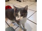 Adopt Loki a Gray or Blue (Mostly) Domestic Shorthair (short coat) cat in