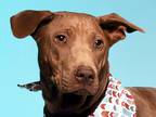 Adopt Maddie a Brown/Chocolate Rhodesian Ridgeback / Thai Ridgeback / Mixed dog