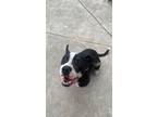 Adopt Tuxedo a Black - with White Pit Bull Terrier / Mixed Breed (Medium) /