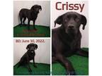 Adopt Crissy a Black Labrador Retriever / Mixed Breed (Large) / Mixed dog in