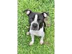 Adopt Zeke a Black - with White American Staffordshire Terrier / Mixed dog in