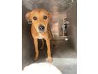 Adopt Courtney a Tan/Yellow/Fawn Labrador Retriever dog in Whiteville