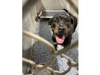Adopt Garrett a Black Rottweiler dog in Whiteville, NC (37680843)