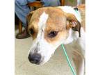 Adopt Spirit a Tan/Yellow/Fawn - with White Feist / Beagle / Mixed dog in