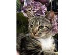 Adopt Eclair a Brown Tabby Domestic Shorthair (short coat) cat in Houston