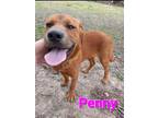 Adopt Penny a Red/Golden/Orange/Chestnut Hound (Unknown Type) / Mixed Breed