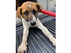 Adopt Button a White Labrador Retriever dog in Whiteville, NC (37680841)