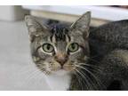 Adopt Hunter a Brown or Chocolate Domestic Shorthair / Domestic Shorthair /