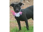 Adopt Rosee a Black - with White Labrador Retriever / Terrier (Unknown Type