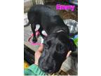 Adopt Emmy a Black Hound (Unknown Type) / Mixed Breed (Medium) / Mixed dog in
