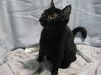 Adopt Poe a All Black Domestic Shorthair (short coat) cat in Maize