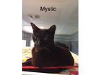 Adopt Mystic a All Black Domestic Shorthair (short coat) cat in Maize