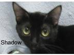 Adopt Shadow a Black & White or Tuxedo Domestic Shorthair (short coat) cat in