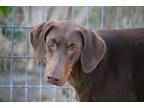 Adopt Cookie a Brown/Chocolate - with Tan Doberman Pinscher / Mixed dog in