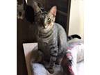 Adopt Zazo a Gray, Blue or Silver Tabby Domestic Shorthair (short coat) cat in