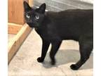 Adopt Zuly a All Black Bombay (short coat) cat in Maize, KS (28917824)