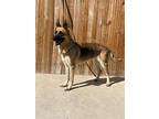 Adopt Guinevere a Tricolor (Tan/Brown & Black & White) German Shepherd Dog /