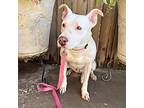 Adopt Molly a White Staffordshire Bull Terrier / Mixed dog in Camas