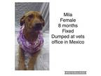Adopt Mila a Brown/Chocolate Shepherd (Unknown Type) / Redbone Coonhound / Mixed