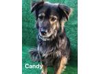 Adopt Candy a Brindle Border Collie / Mixed dog in San Ysidro, CA (37683178)