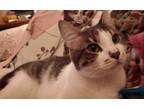 Adopt Duchess Luna a White (Mostly) American Shorthair (short coat) cat in El